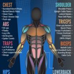 11 Types of Muscles That You Can Bulk Up | V Shred