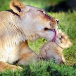 14 Animals Demonstrating Why A Mother's Love Is So Special