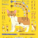 1806 Understanding Cat Care Infographic Poster