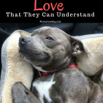 5 Ways How To Show Your Dog Love That They Can Understand