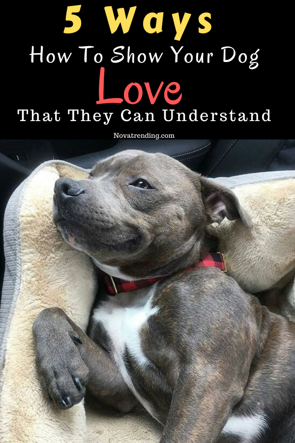 5 Ways How To Show Your Dog Love That They Can Understand
