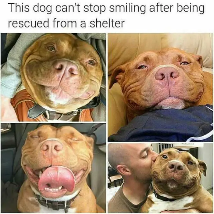 50 Of The Happiest Dog Memes Ever That Will Make You Smile From Ear To Ear