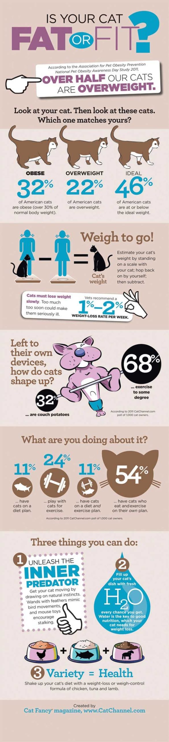 6 Cat Infographics In Honor of National Cat Day - Venngage
