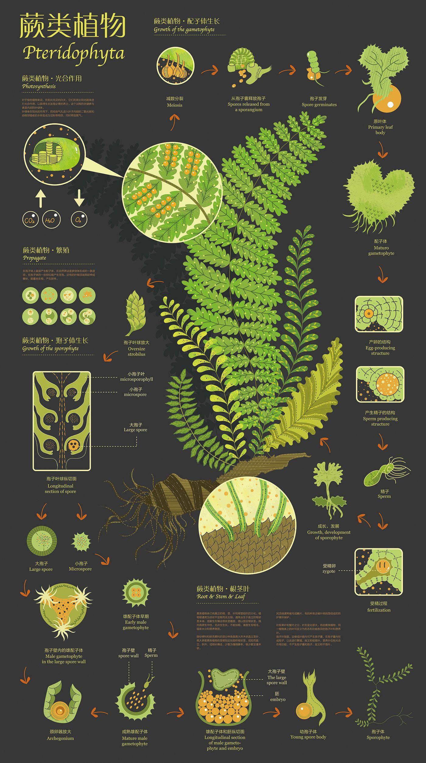 75 Beautiful, Creative, and Brilliant Infographic Design Examples