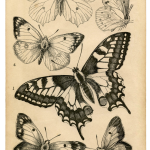 8 Butterfly & Bug Ephemera Book Pages!