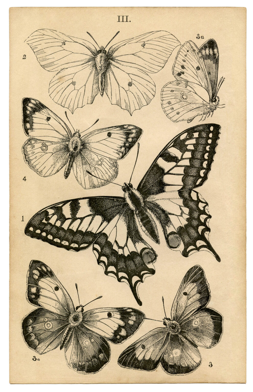8 Butterfly & Bug Ephemera Book Pages!