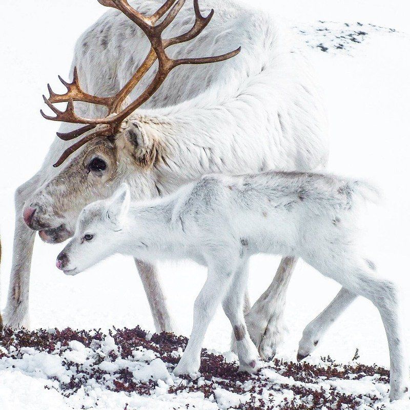 9 Places To See Reindeer In The Wild