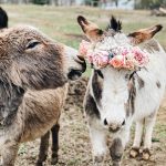 A beginners guide to caring for donkeys - all you need to know - Azure Farm