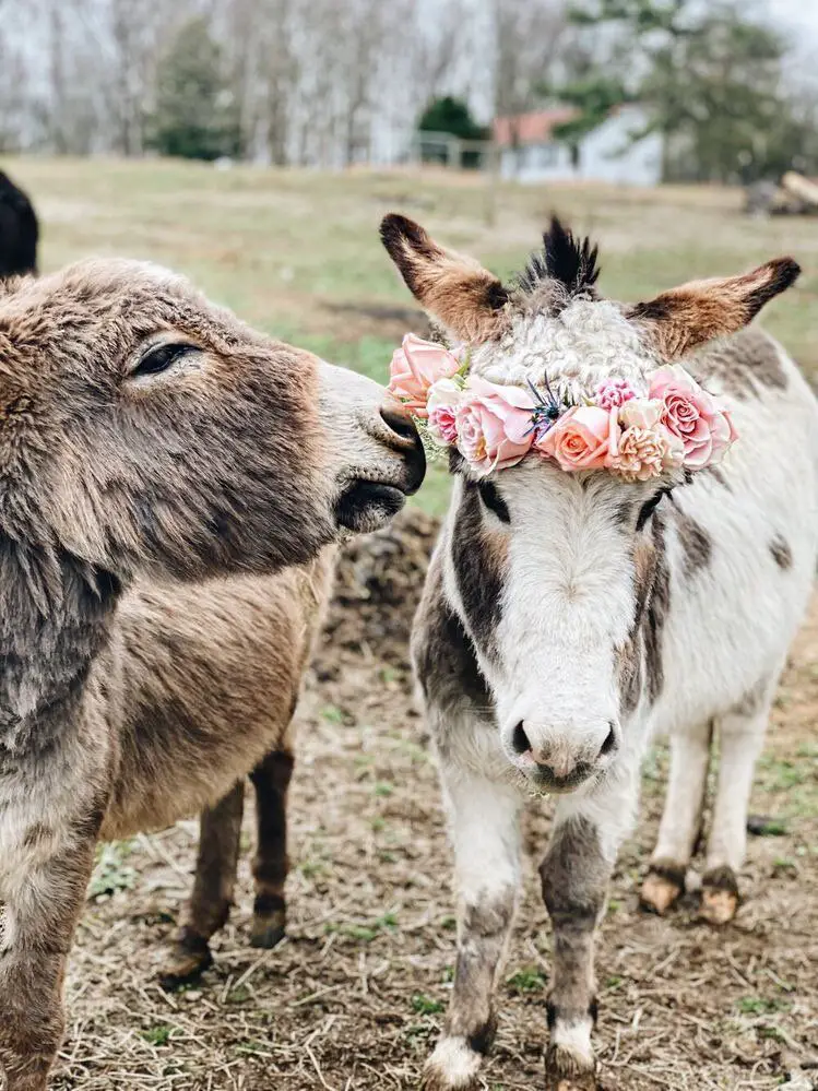 A beginners guide to caring for donkeys - all you need to know - Azure Farm