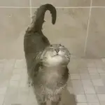 Cat Shower Funny Video