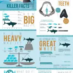 New - Killer Megalodon Infographic Posters