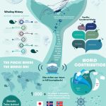 Save The Whales Infographic