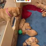 She wants them to play so bad 😩❤️ | Baby animals funny, Cute dogs, Cute funny dogs
