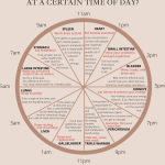 TCM Body Clock: Why Do We Wake Up or Feel Ill at a Certain Time of Day? - Organic Olivia