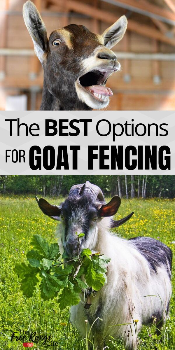 The BEST Fencing Options for Goats