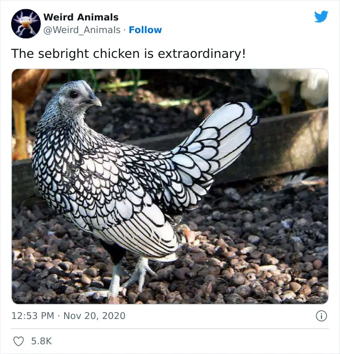 Twitter Page Shares 50 Animals That You Probably Haven’t Seen Before