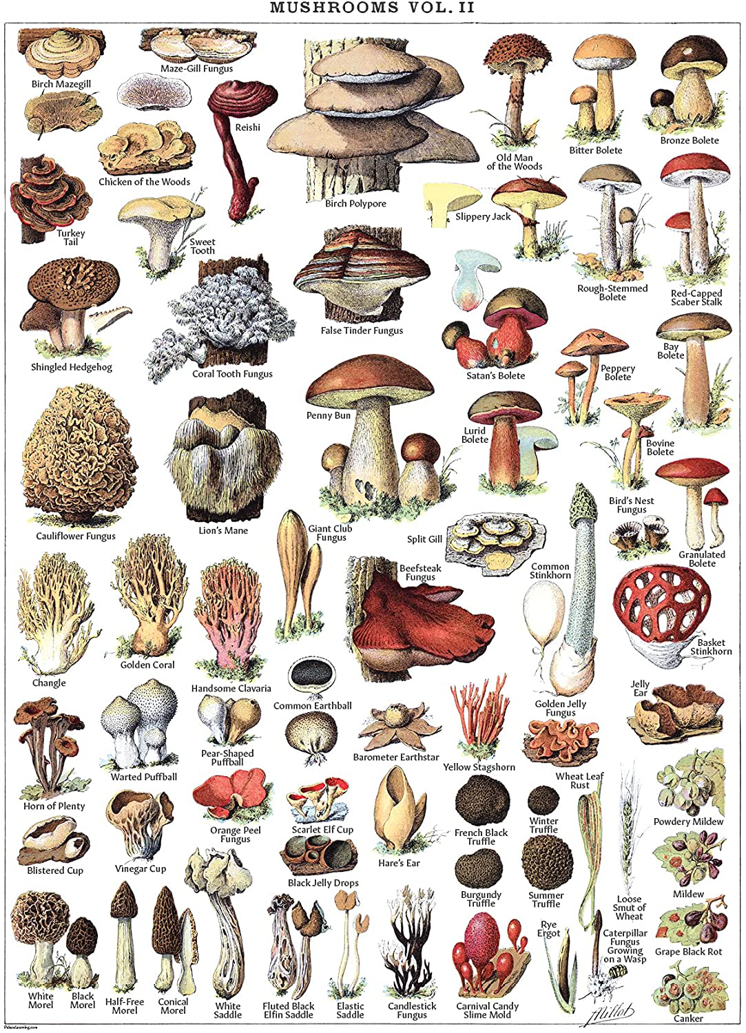 Vintage Mushroom Poster Prints - Mycology & Fungi Botanical Identification Reference Chart Volume 1 & 2 (LAMINATED, 18 X 24) - LAMINATED / 18 x 24