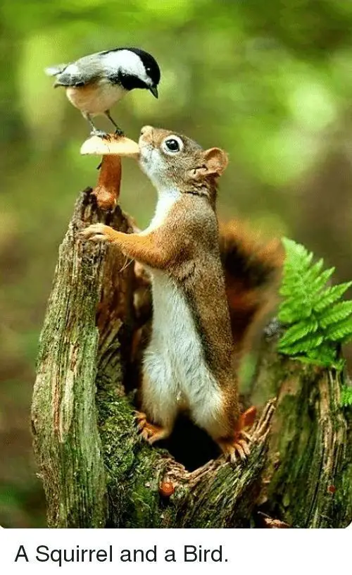 11 Whimsical Photos of Squirrels in the Woods