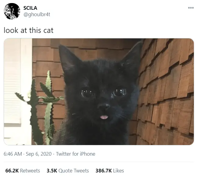 2020 Wrap Up: Best 100 Cat Tweets Of The Year