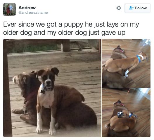 23 Very Good Dogs Who Will Make You Feel Just A Little Bit Better