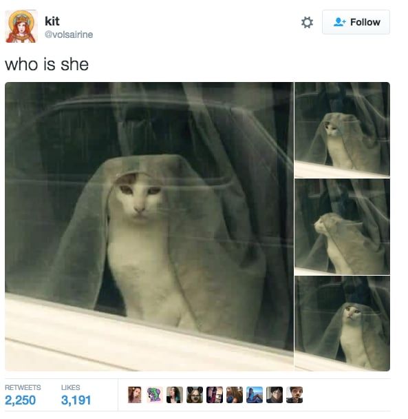 44 Hilarious Cat Tweets From 2016