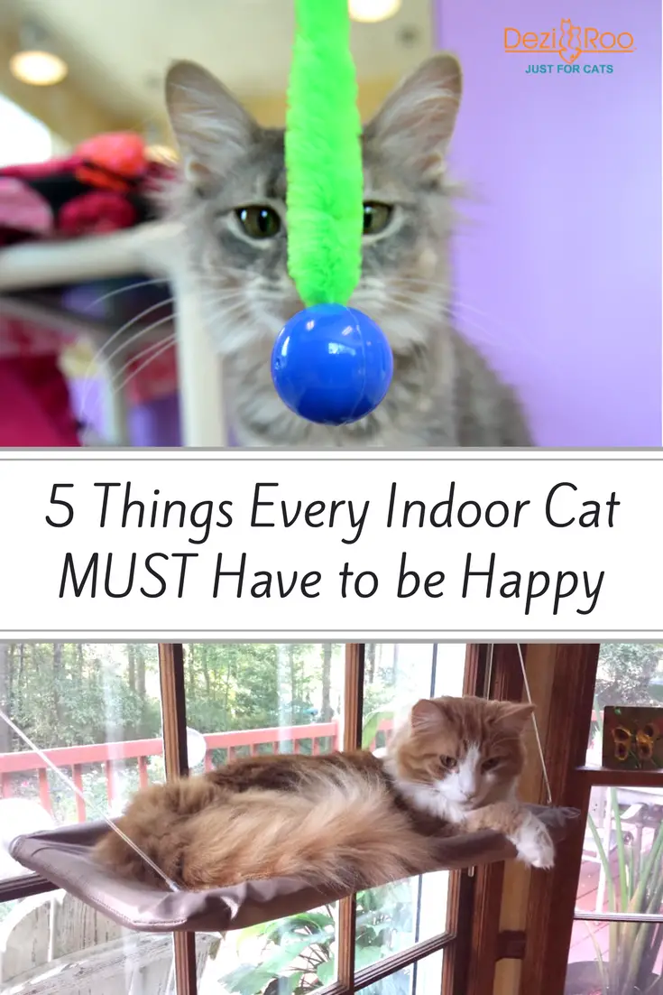 5 Things Every Indoor Cat MUST Have to be Happy