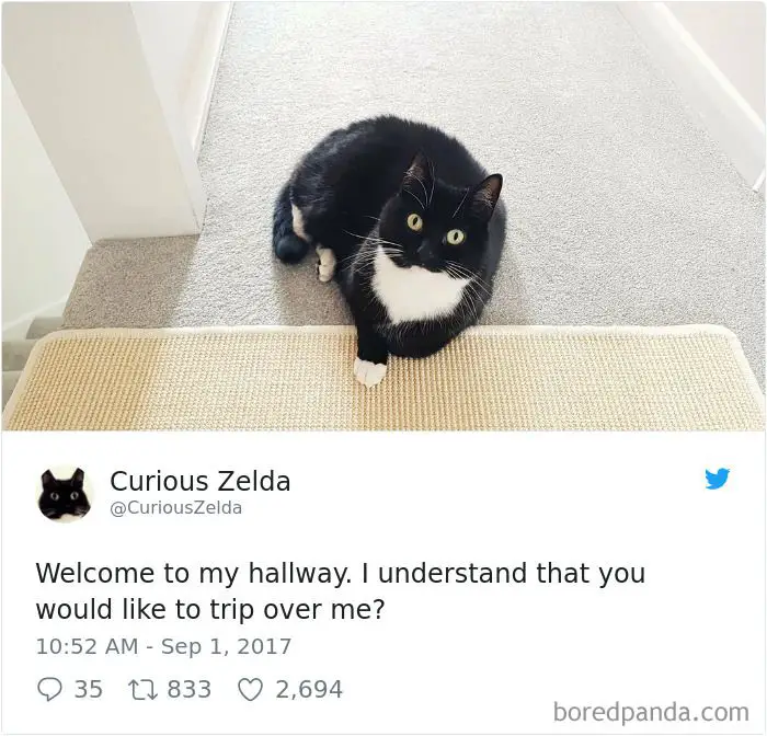 73 Funny Tweets By Curious Zelda That Will Instantly Make Your Day