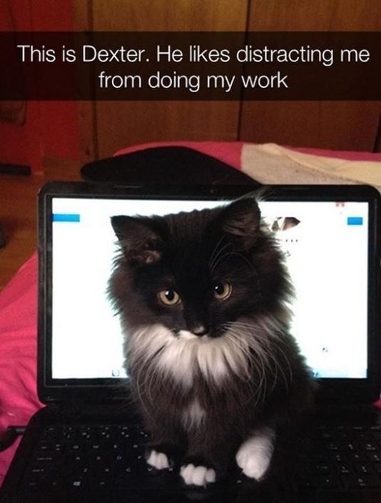 A Day In The Life Told In Snaps: Cat Edition (31 Cat Snaps)