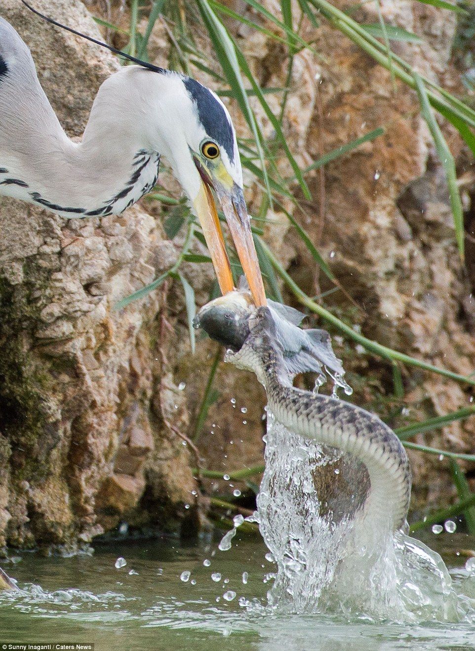 A hungry heron saw off a snake after they battled it out for fish