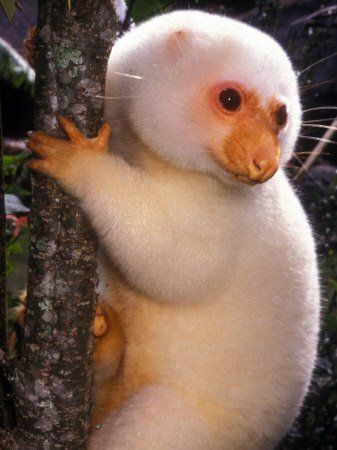 About the Cuscus, Spotted and the Black Spotted