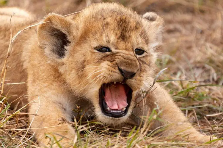 Amazing photo of lion cub shows Simba lookalike 'letting out its first roar' — The Sun