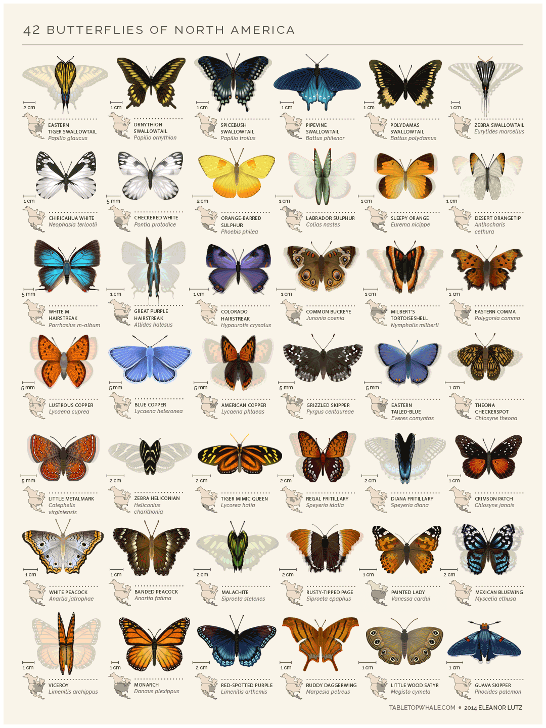 Animated GIF Poster of Butterflies from North America, with Map & Binomial Nomenclatures #Infographic