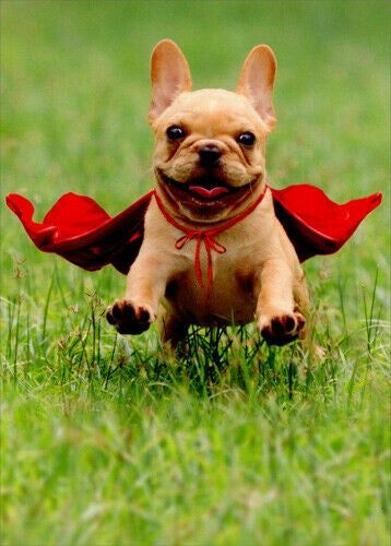Avanti - Frenchie Jumping Wearing Red Cape Thank You Card