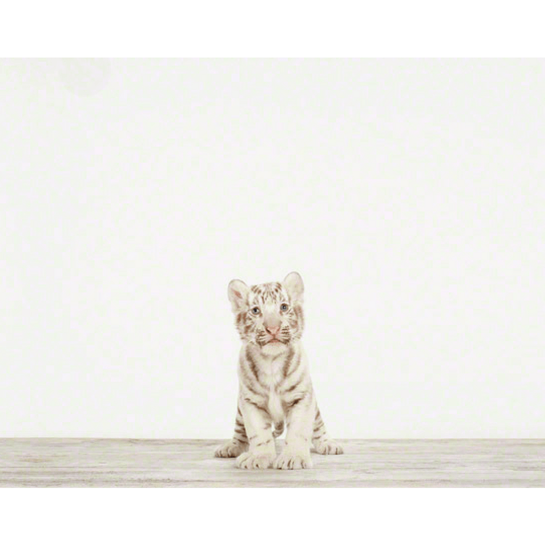 Baby White Tiger Print - 11 X 17
