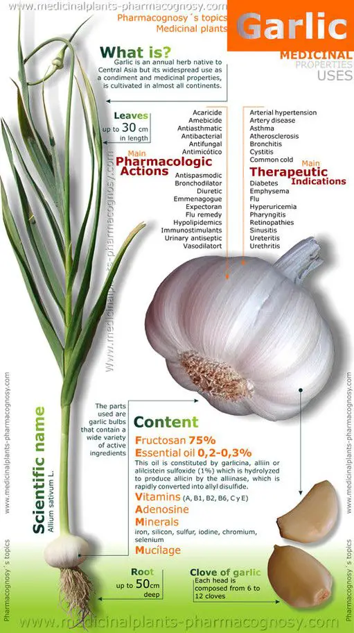 Benefits of Garlic Infographic