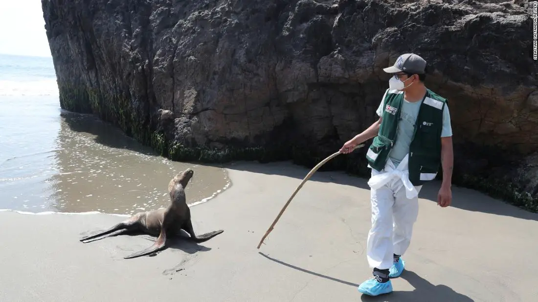 Bird flu: Thousands of sea lions killed by H5N1 in Peru