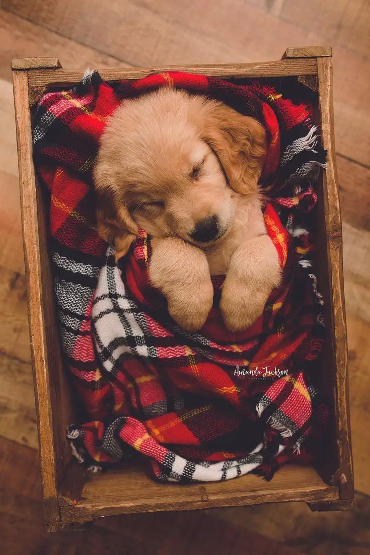 Cute Christmas Noel Puppy under blanket | Really cute dogs, Cute puppy wallpaper, Cute animals images