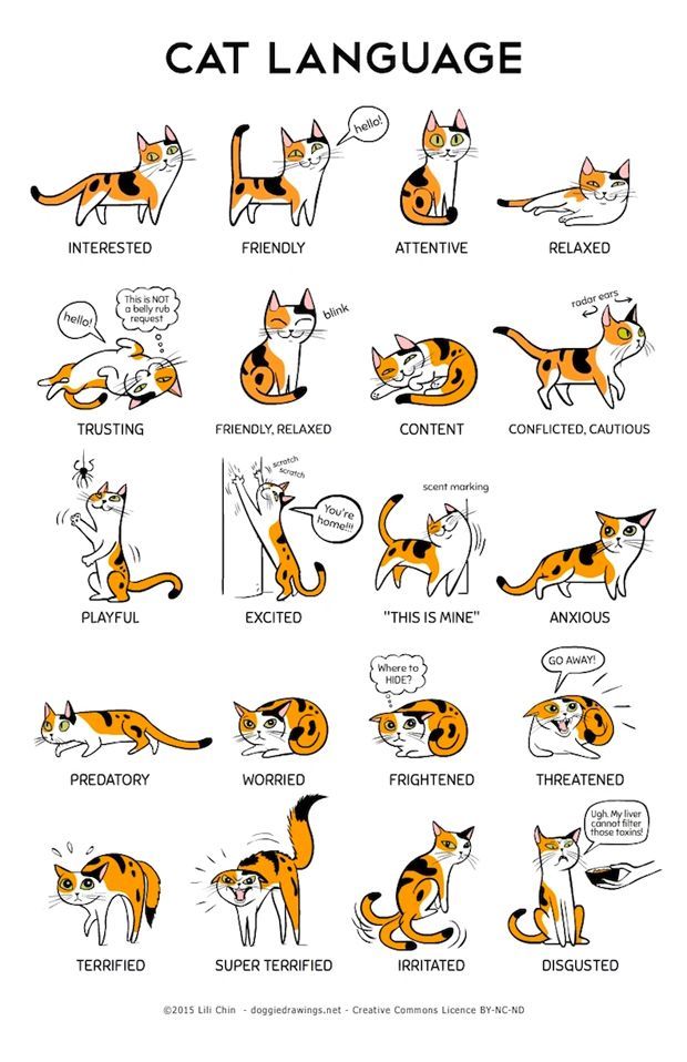Decipher Your Cat's Body Language With This Helpful Infographic