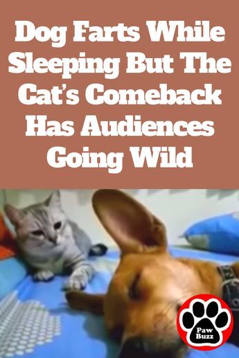 Dog Farts While Sleeping But The Cat’s Comeback Has Audiences Going Wild