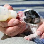 Emergency Care: Life-Saving Formula Kits For Fur Babies - Save A Litter / Puppy