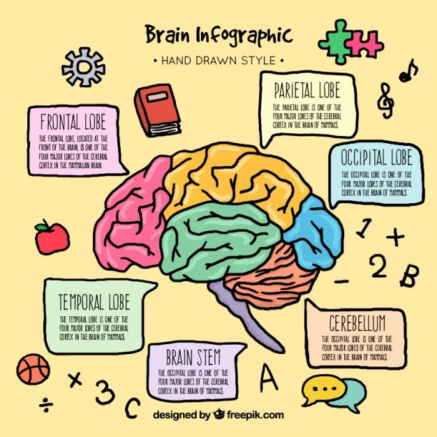 Free Vector | Colorful hand-drawn brain infographic template