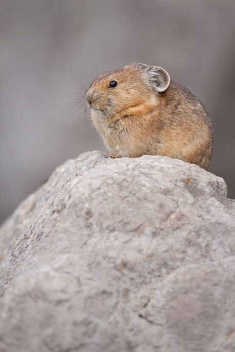 He's called a pika.