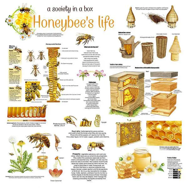Honey Bees Infographic Art Print by Gina Dsgn