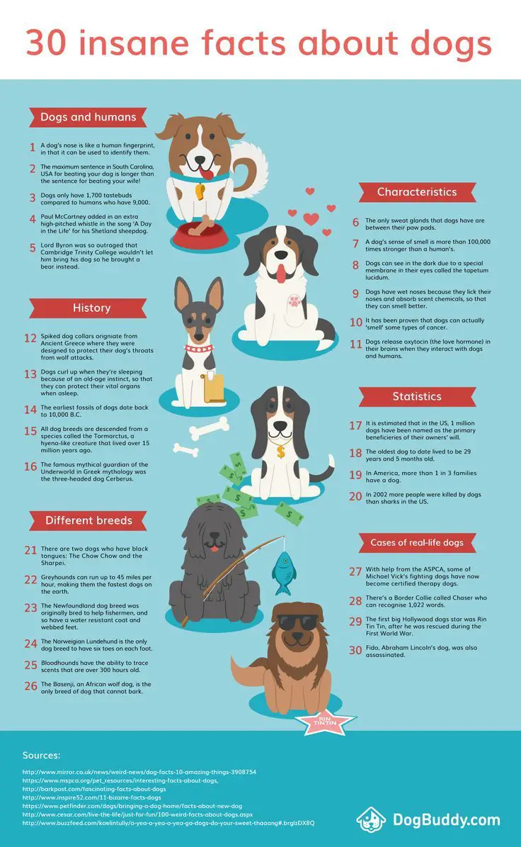 How to Keep Your Pet Healthy All Year Round