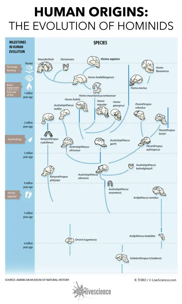Human Origins: How Hominids Evolved (Infographic)