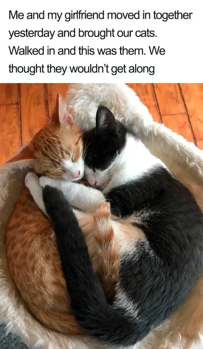 Kitty Love Compilation For Those Who Love Kitties