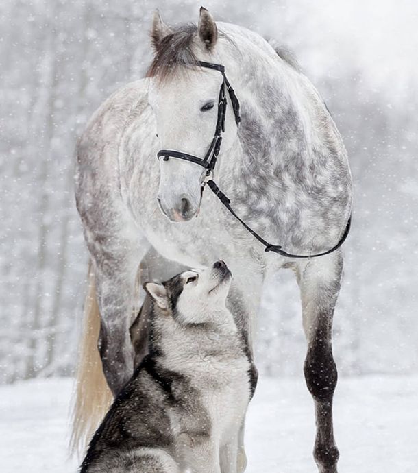 L’amitié entre un cheval et un chien immortalisée par des photos somptueuses