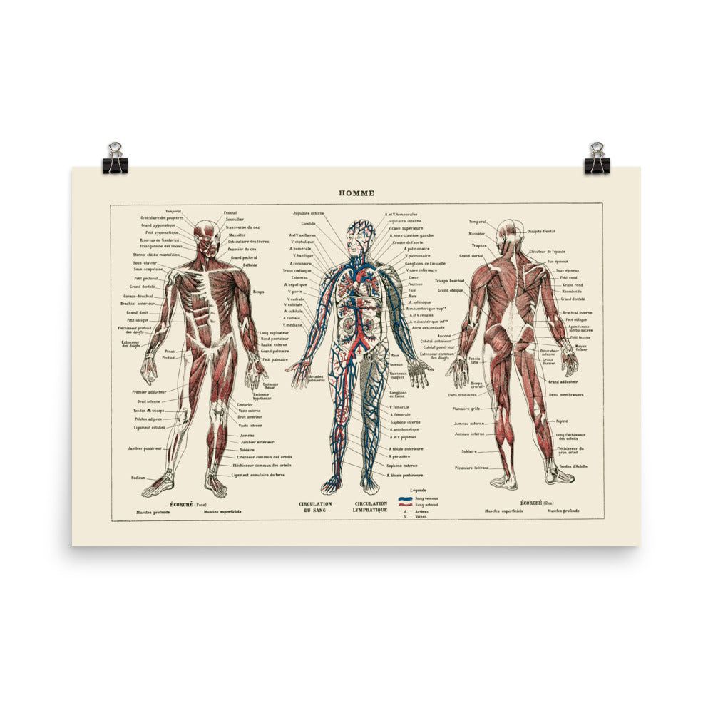 Large Human Anatomy Poster - 18×24