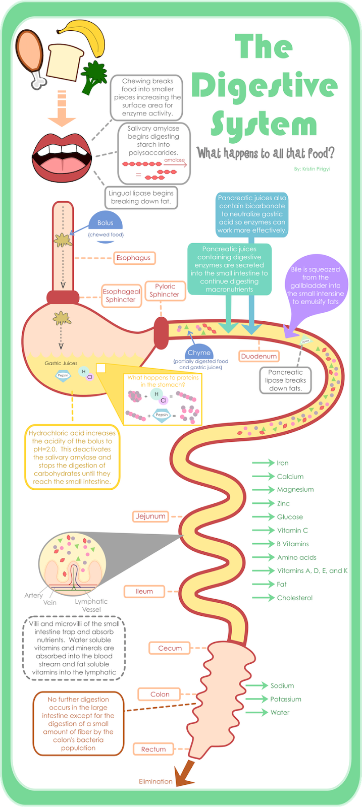 Learn about the Digestive System