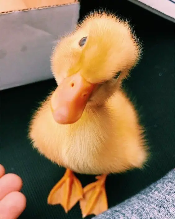 Little Quacker